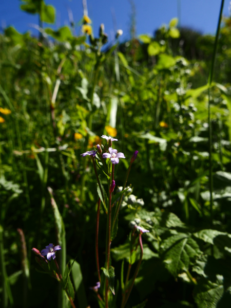 Marsh Willowherb Epilobium palustre Shellaghan curree