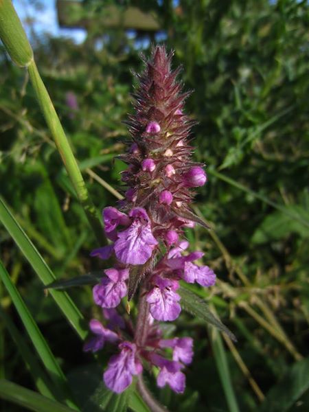 Marsh Woundwort Stachys palustris Shellaghan curree