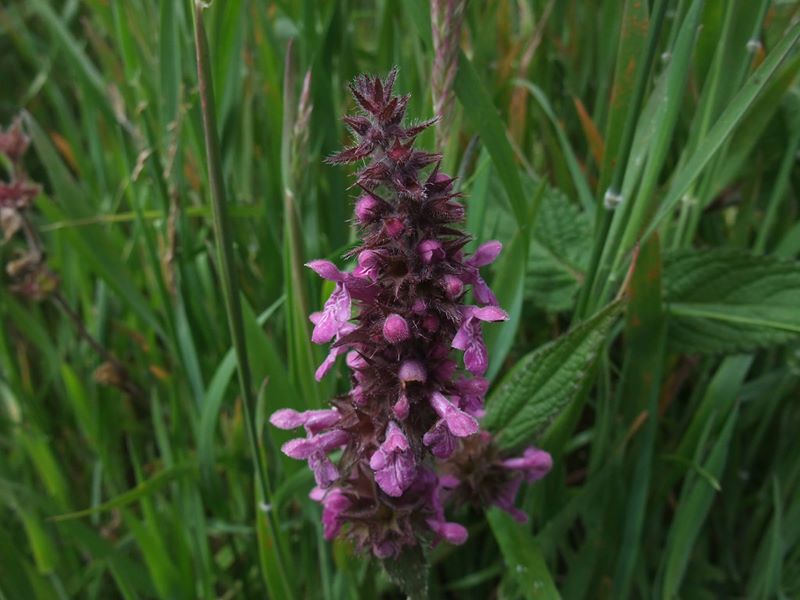 Marsh Woundwort Stachys palustris Shellaghan curree