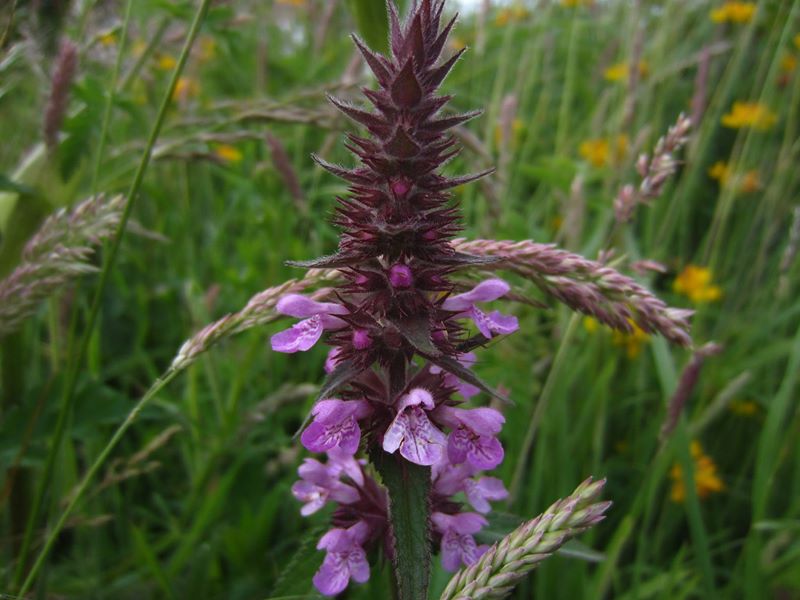 Marsh Woundwort Stachys palustris Shellaghan curree