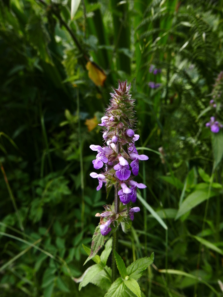 Marsh Woundwort Stachys palustris Shellaghan curree