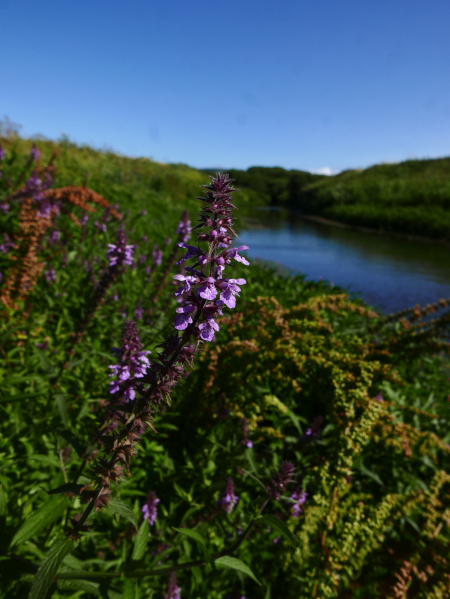 Marsh Woundwort Stachys palustris Shellaghan curree