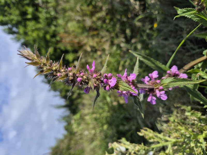 Marsh Woundwort Stachys palustris Shellaghan curree