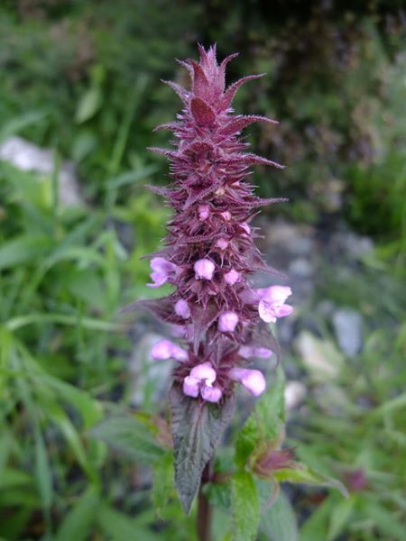 Marsh Woundwort Stachys palustris Shellaghan curree