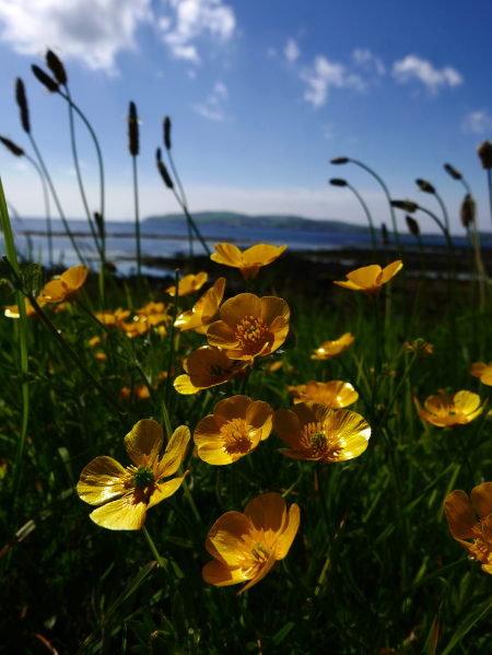 Meadow Buttercup Ranunculus acris Cass-feeagh y faiyr