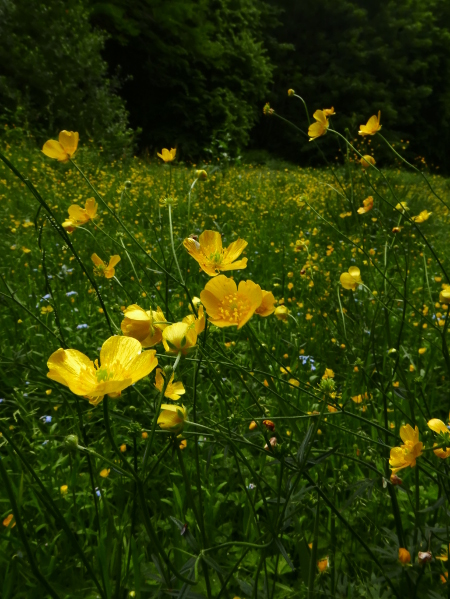 Meadow Buttercup Ranunculus acris Cass-feeagh y faiyr