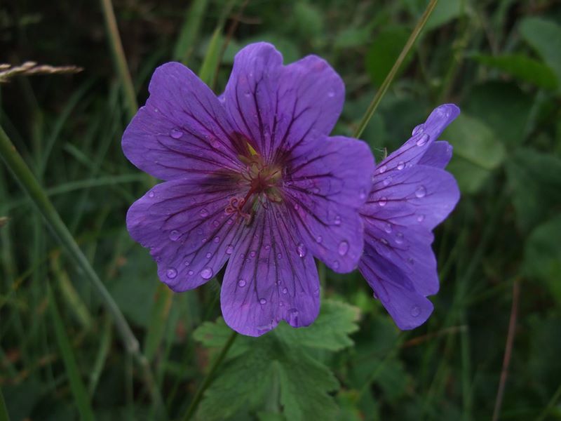 Meadow Cranesbill Geranium pratense Cass-calmane ghorrym