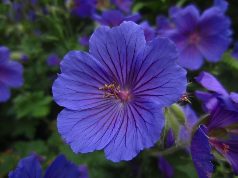 Meadow Cranesbill Geranium pratense Cass-calmane ghorrym