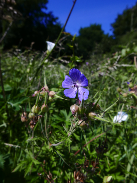 Meadow Cranesbill Geranium pratense Cass-calmane ghorrym