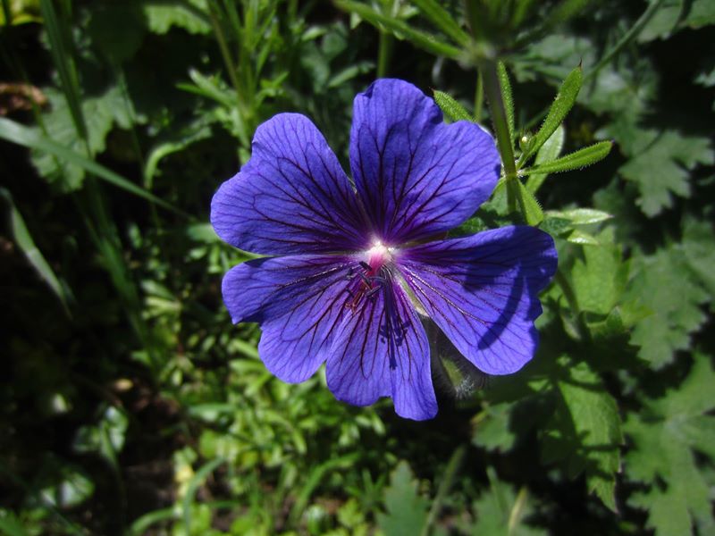 Meadow Cranesbill Geranium pratense Cass-calmane ghorrym