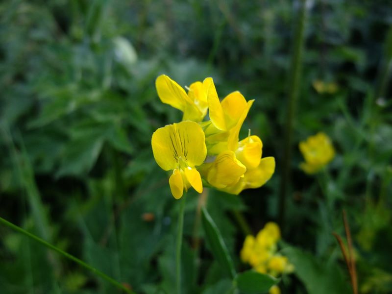 Meadow Vetchling Lathyrus pratensis pishyr vuigh