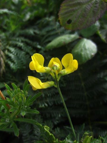 Meadow Vetchling Lathyrus pratensis pishyr vuigh