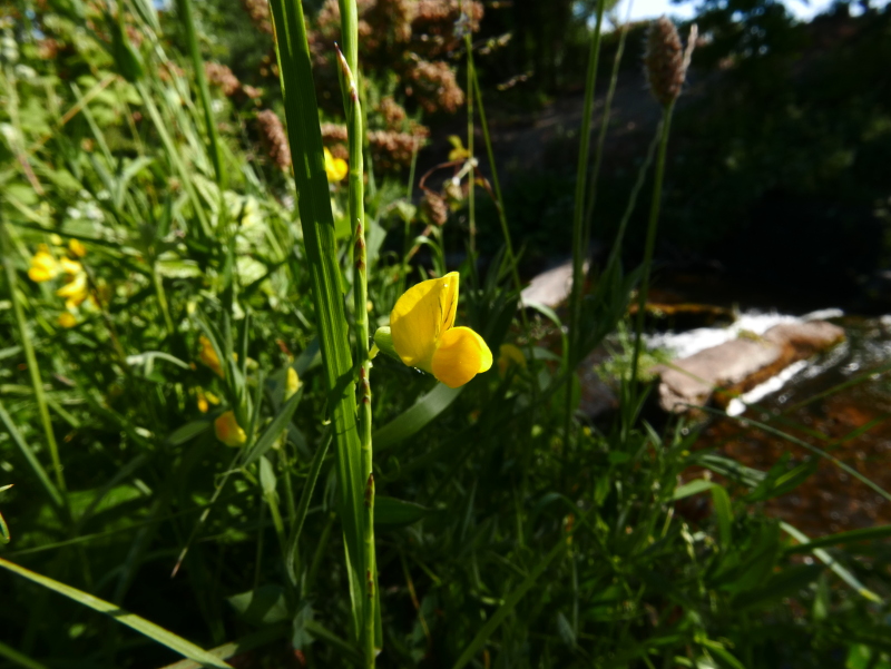 Meadow Vetchling Lathyrus pratensis pishyr vuigh