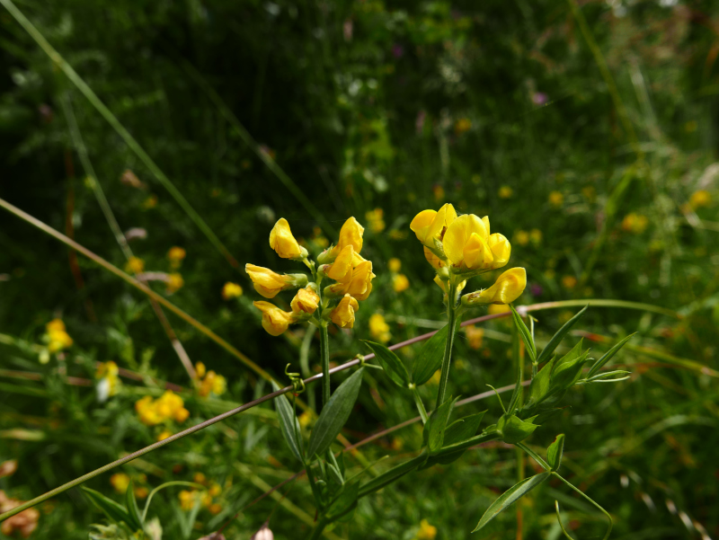 Meadow Vetchling Lathyrus pratensis pishyr vuigh