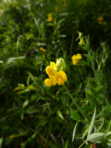 Meadow Vetchling Lathyrus pratensis pishyr vuigh