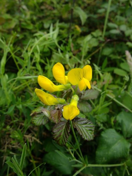 Meadow Vetchling Lathyrus pratensis pishyr vuigh