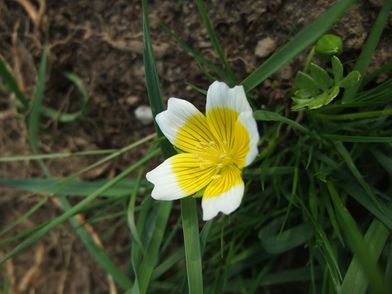 Meadowfoam Limnanthes 