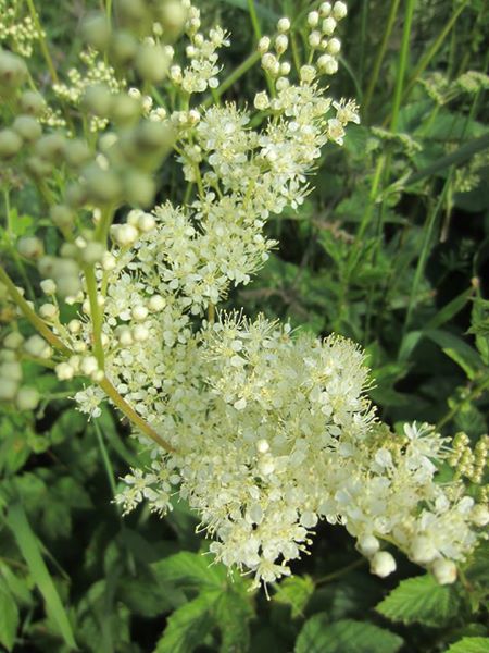 Meadowsweet Filipendula ulmaria lus villish ny lheeannagh