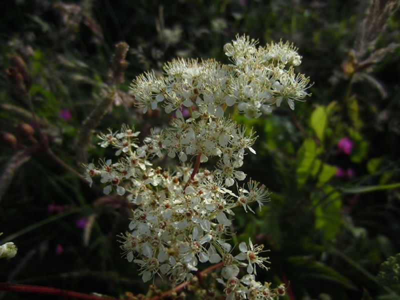 Meadowsweet Filipendula ulmaria lus villish ny lheeannagh