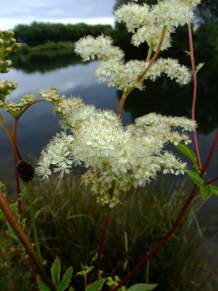 Meadowsweet Filipendula ulmaria lus villish ny lheeannagh