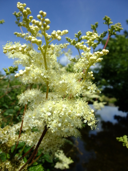 Meadowsweet Filipendula ulmaria lus villish ny lheeannagh