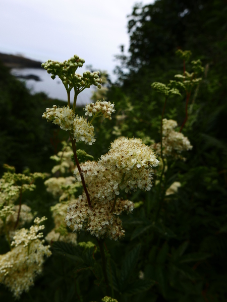 Meadowsweet Filipendula ulmaria lus villish ny lheeannagh