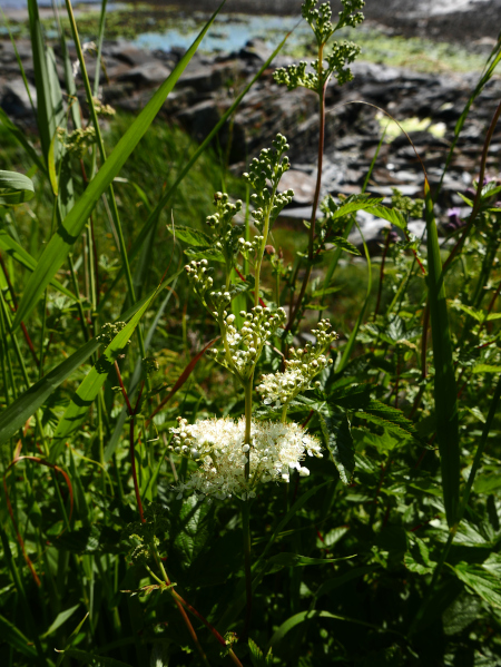 Meadowsweet Filipendula ulmaria lus villish ny lheeannagh