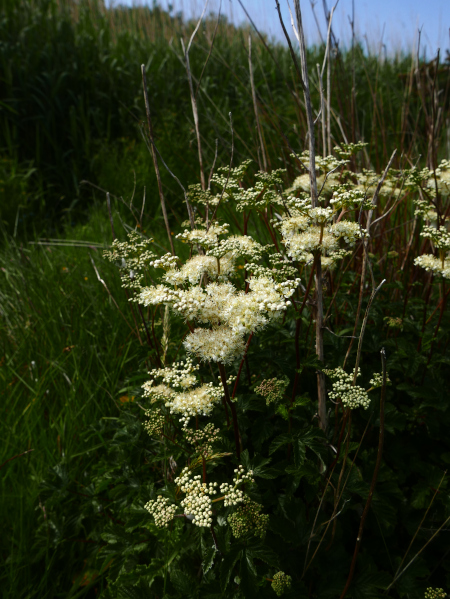 Meadowsweet Filipendula ulmaria lus villish ny lheeannagh