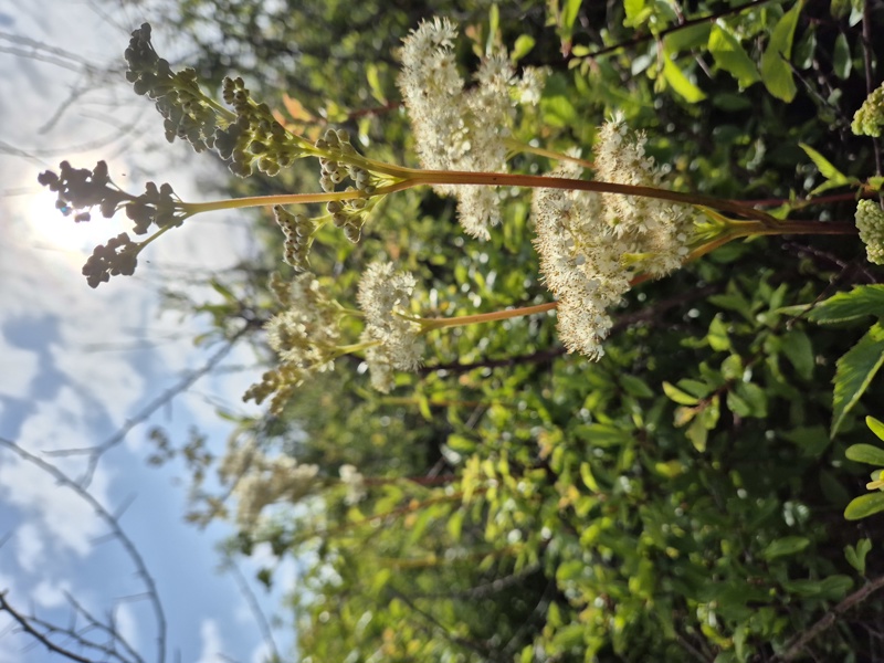 Meadowsweet Filipendula ulmaria lus villish ny lheeannagh