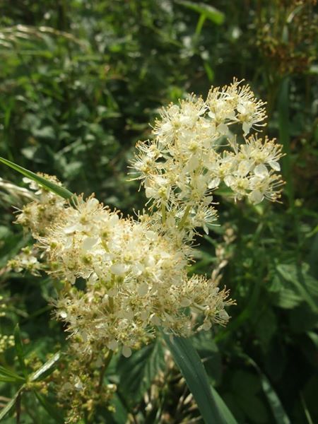 Meadowsweet Filipendula ulmaria lus villish ny lheeannagh