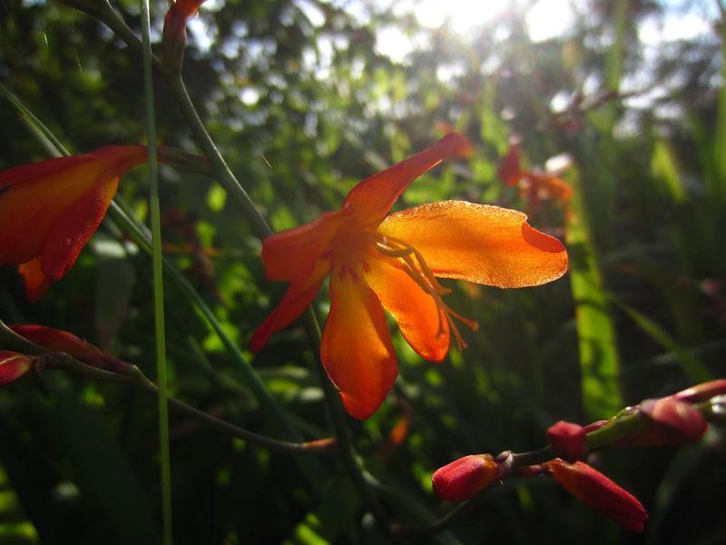 Montbretia Crocosmia × crocosmiiflora Foghan jiarg-bwee