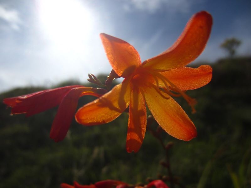 Montbretia Crocosmia × crocosmiiflora Foghan jiarg-bwee