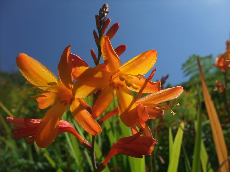 Montbretia Crocosmia × crocosmiiflora Foghan jiarg-bwee