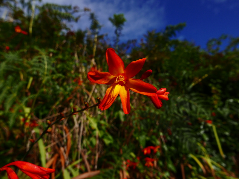 Montbretia Crocosmia × crocosmiiflora Foghan jiarg-bwee