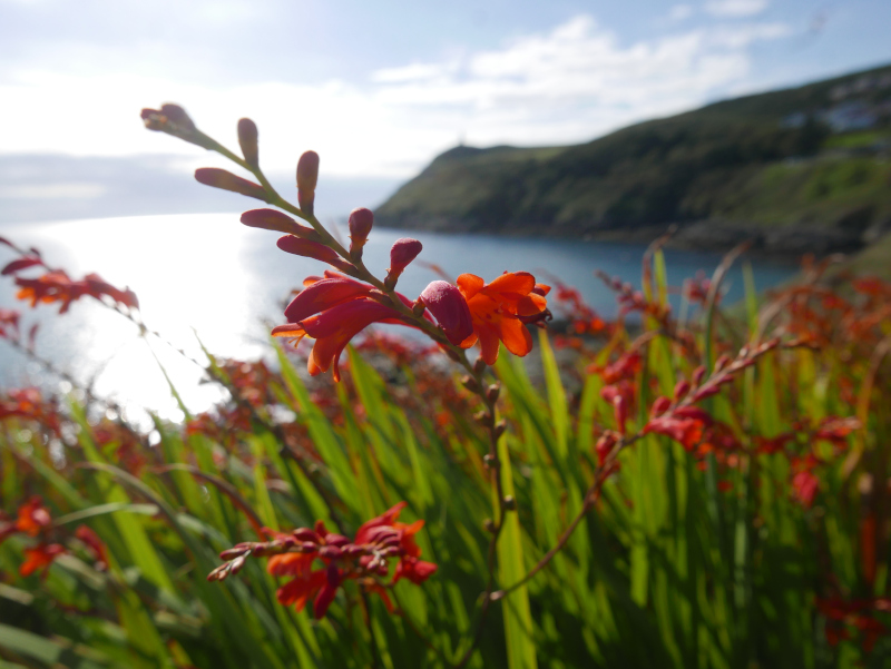 Montbretia Crocosmia × crocosmiiflora Foghan jiarg-bwee