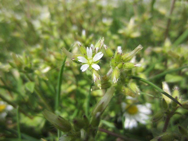 Sticky Mouse-ear Cerastium glomeratum Cleaysh-lugh lhiantagh