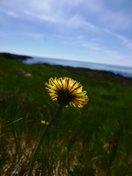 Mouse-ear Hawkweed Pilosella officinarum Stroin-vuc