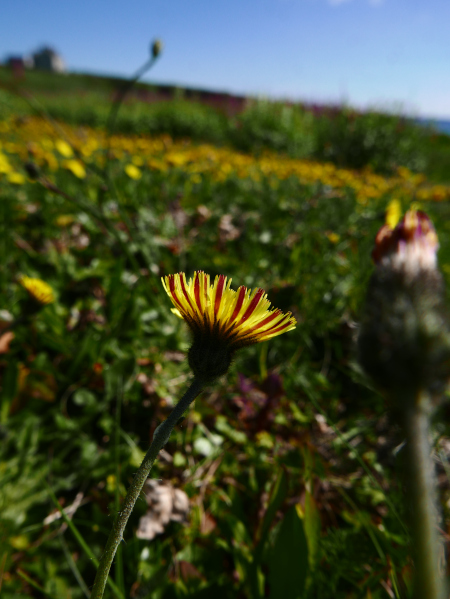 Mouse-ear Hawkweed Pilosella officinarum Stroin-vuc