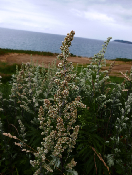 Mugwort Artemisia vulgaris Bollan bane