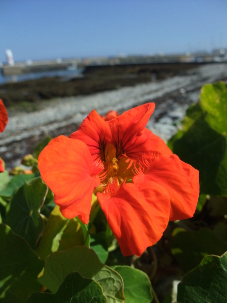 Nasturtium Tropaeolum storshin