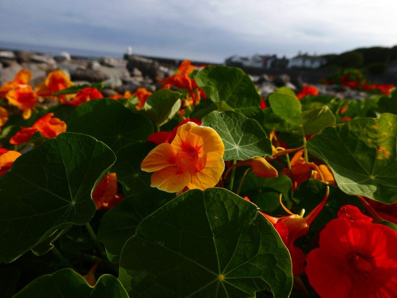 Nasturtium Tropaeolum storshin