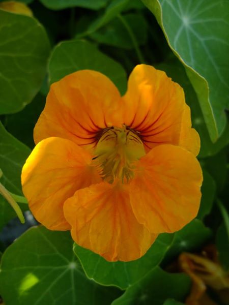 Nasturtium Tropaeolum storshin