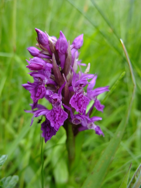 Northern Marsh Orchid Dactylorhiza purpurella Magglyn gorrym-jiarg