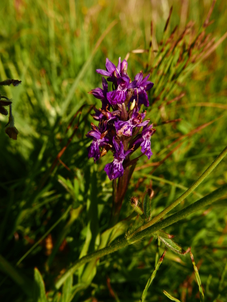 Northern Marsh Orchid Dactylorhiza purpurella Magglyn gorrym-jiarg