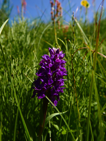 Northern Marsh Orchid Dactylorhiza purpurella Magglyn gorrym-jiarg