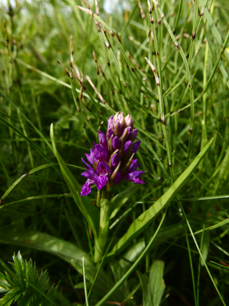 Northern Marsh Orchid Dactylorhiza purpurella Magglyn gorrym-jiarg