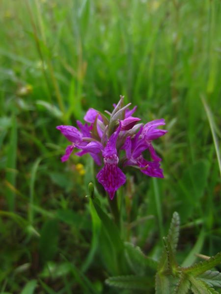 Northern Marsh Orchid Dactylorhiza purpurella Magglyn gorrym-jiarg