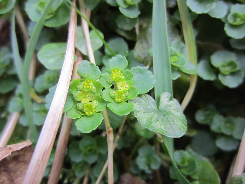 Opposite-leaved Golden Saxifrage Chrysosplenium oppositifolium Lus ny lheiyee