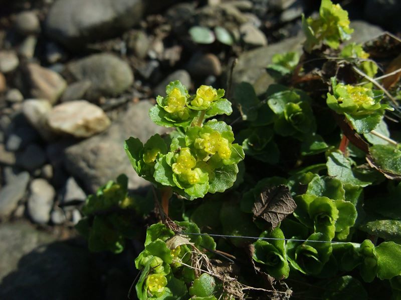 Opposite-leaved Golden Saxifrage Chrysosplenium oppositifolium Lus ny lheiyee