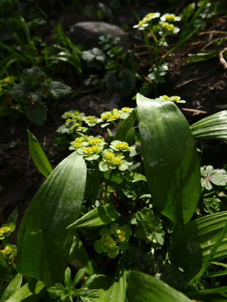 Opposite-leaved Golden Saxifrage Chrysosplenium oppositifolium Lus ny lheiyee